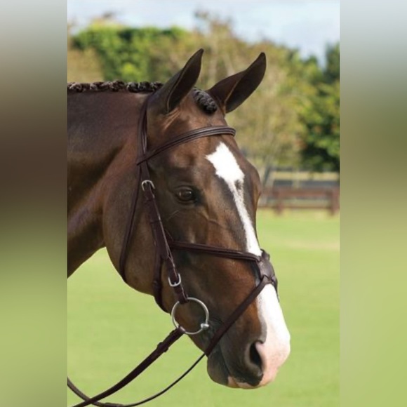 Vespucci Square Raised Figure-8 Bridle, brand new! Cob size - Picture 2 of 12